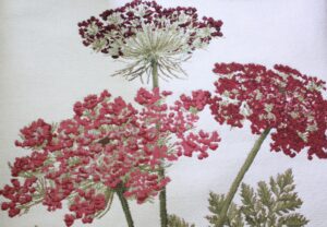 Ombellifères rouge